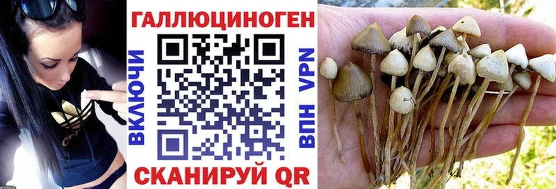 цены   блэк спрут   Псилоцибиновые грибы прущие грибы  Новый Уренгой 